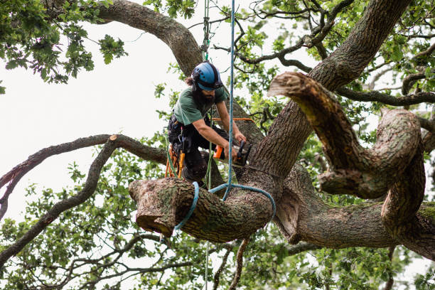 How Our Tree Care Process Works  in  Dripping Springs, TX
